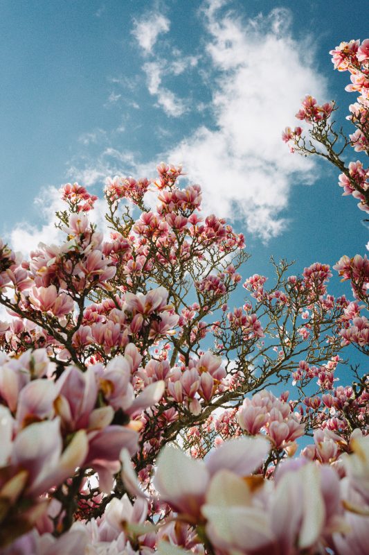 Magnolia snoeien